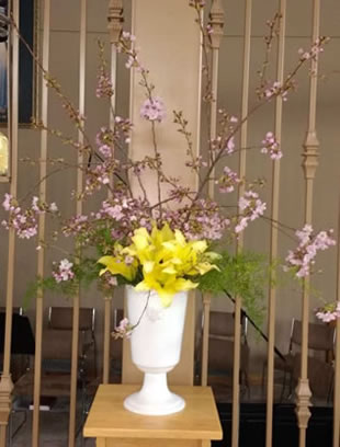 Yellow Oriental Lily Pink Plum Deflexus